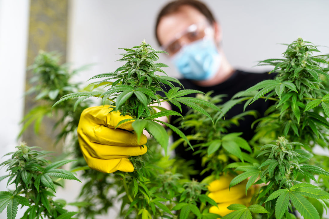 Top Security Mistakes Cannabis Businesses Make—And How AI Can Fix Them