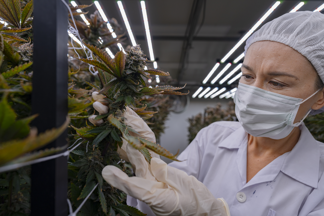 Strengthening Cannabis Industry Security: Addressing Physical and Cyber Threats